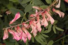 Hedysarum microcalyx